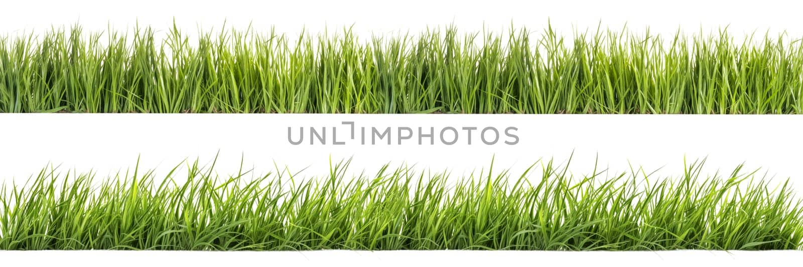 A set of long horizontal stripes of green grass cut out on a transparent background in PNG format. A strip of grass with various sprouts, side view, close-up
