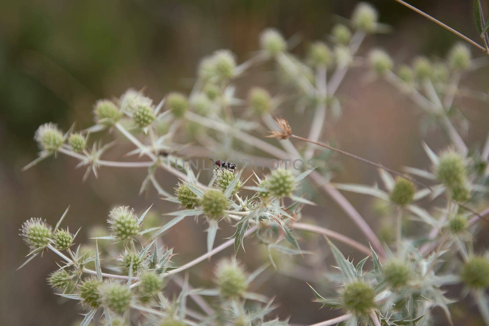 A longhorn beetle, on thorn bushes. Chlorophorus by raul_ruiz