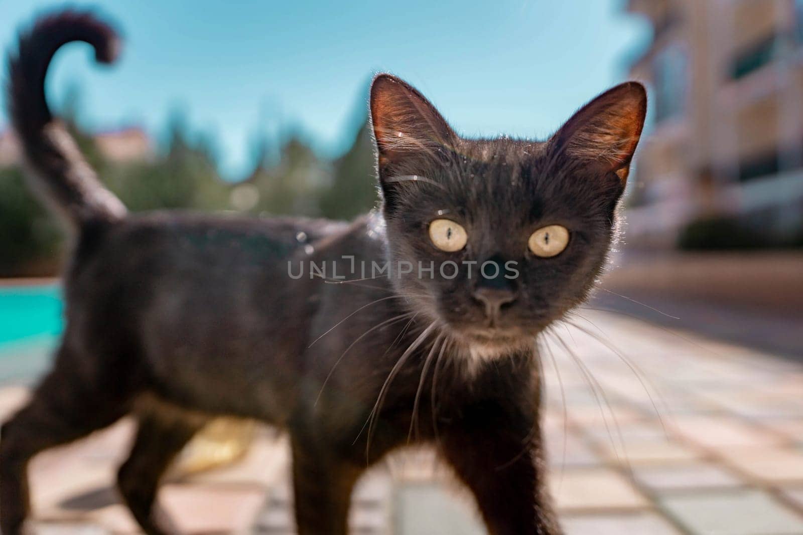 Close up of a black cat in the back yard by Matiunina