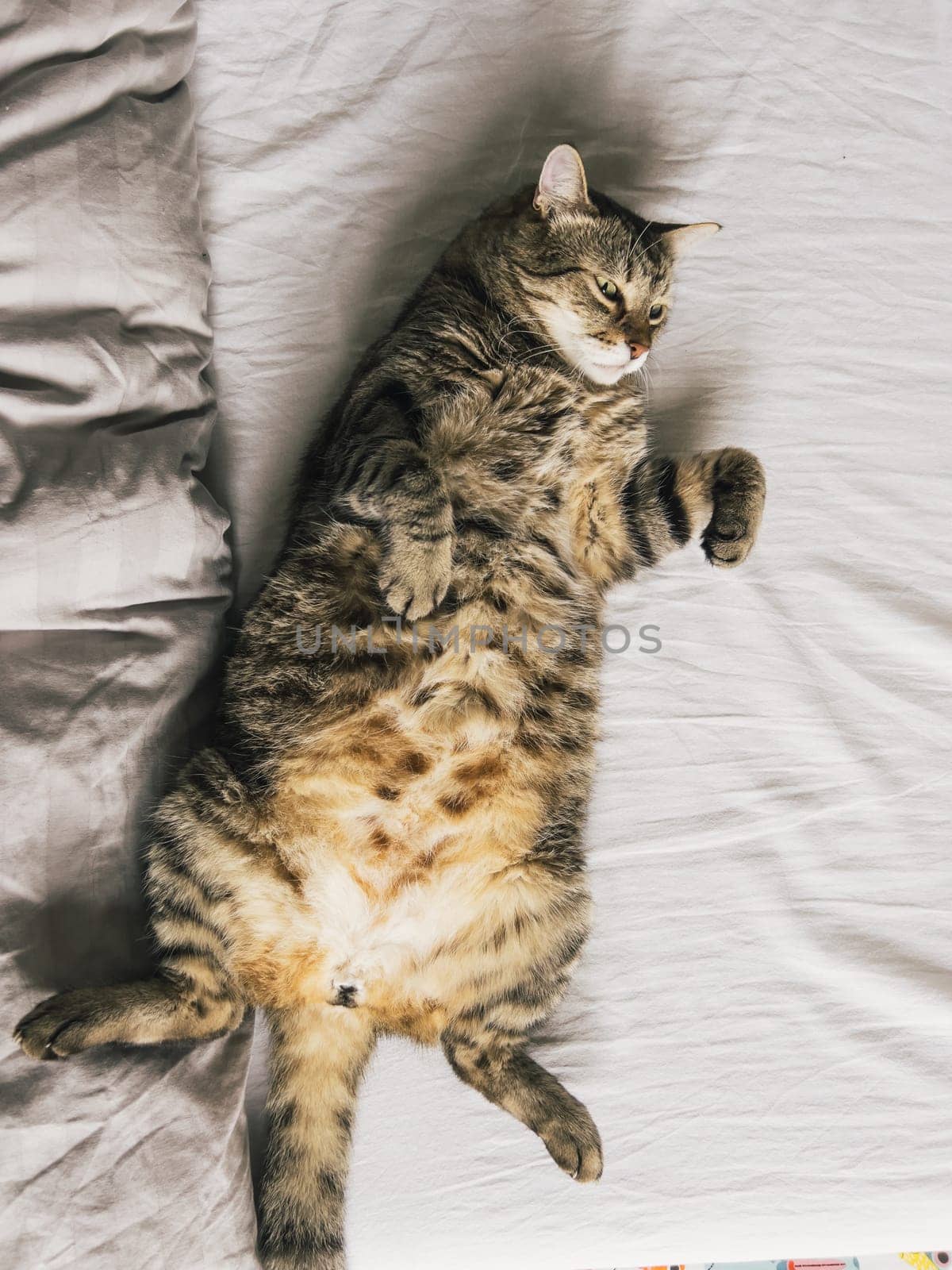 Large tabby cat lies on its back on the bed, turning its head to the side by Nadtochiy