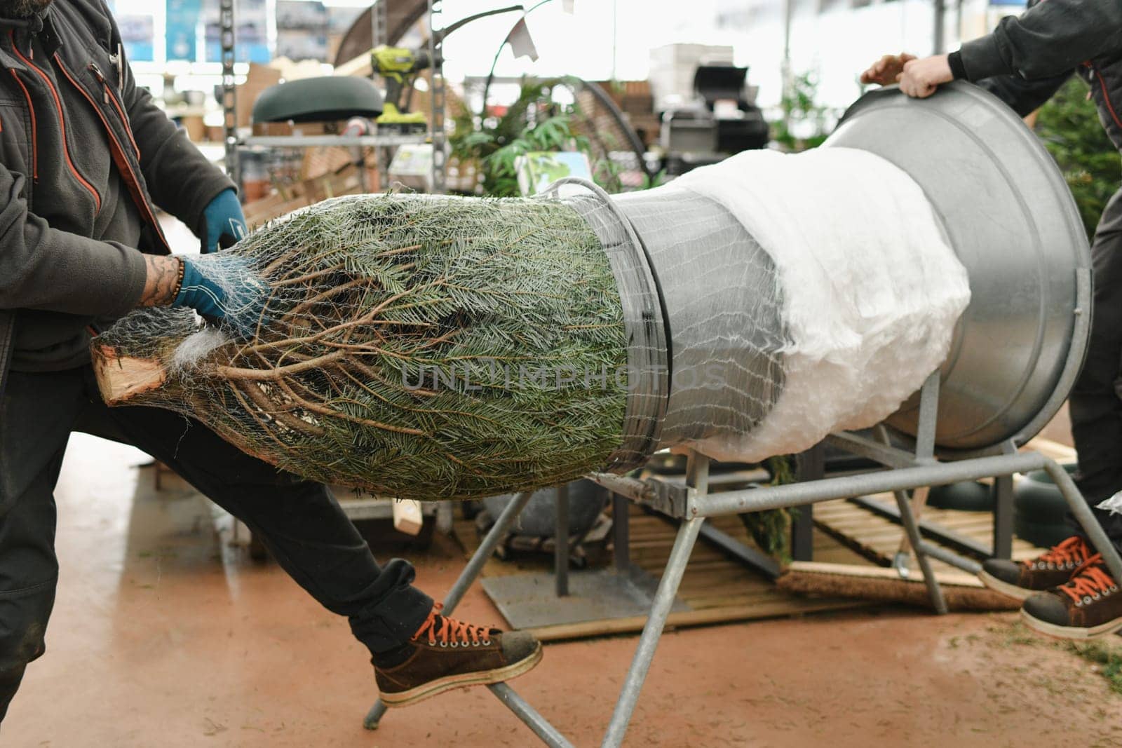 Salesman being wrapped up a cut Christmas tree packed in a plastic net