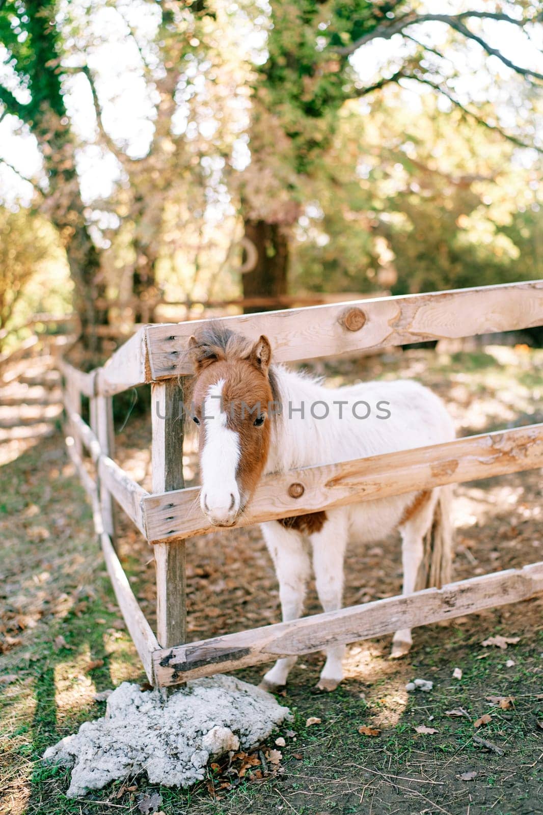Small pony with a brown head peeks out from behind a wooden fence on a ranch. High quality photo