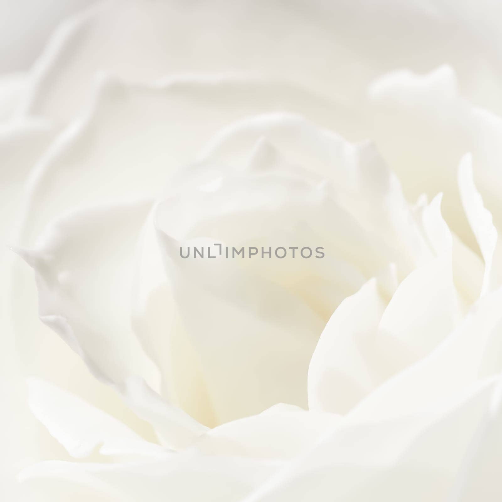 Abstract floral background, white rose flower petals by Olayola