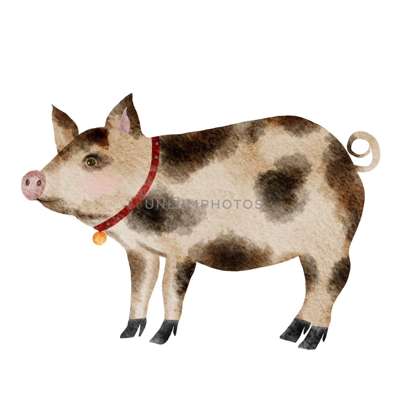 Watercolor drawing of a multi-colored cute pig. Isolate vintage pig with medallion on white background. For printing on posters and children's cards.