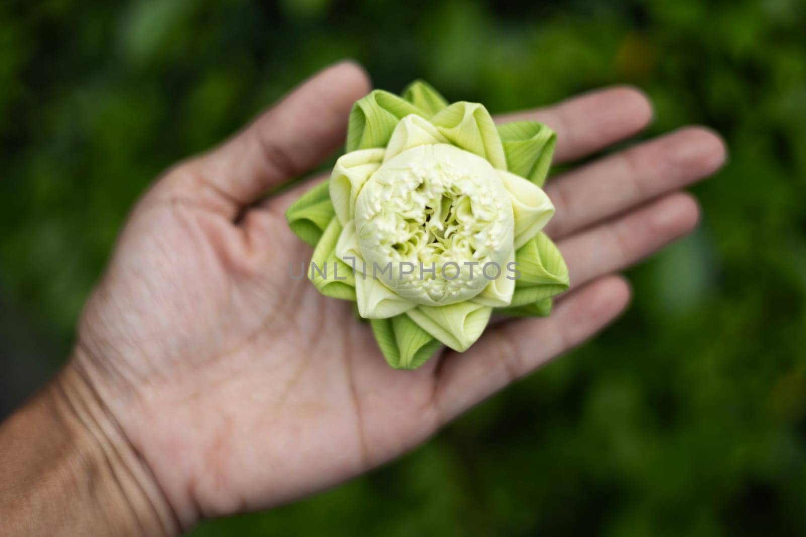 Close Up Of Lotus Bud by urzine