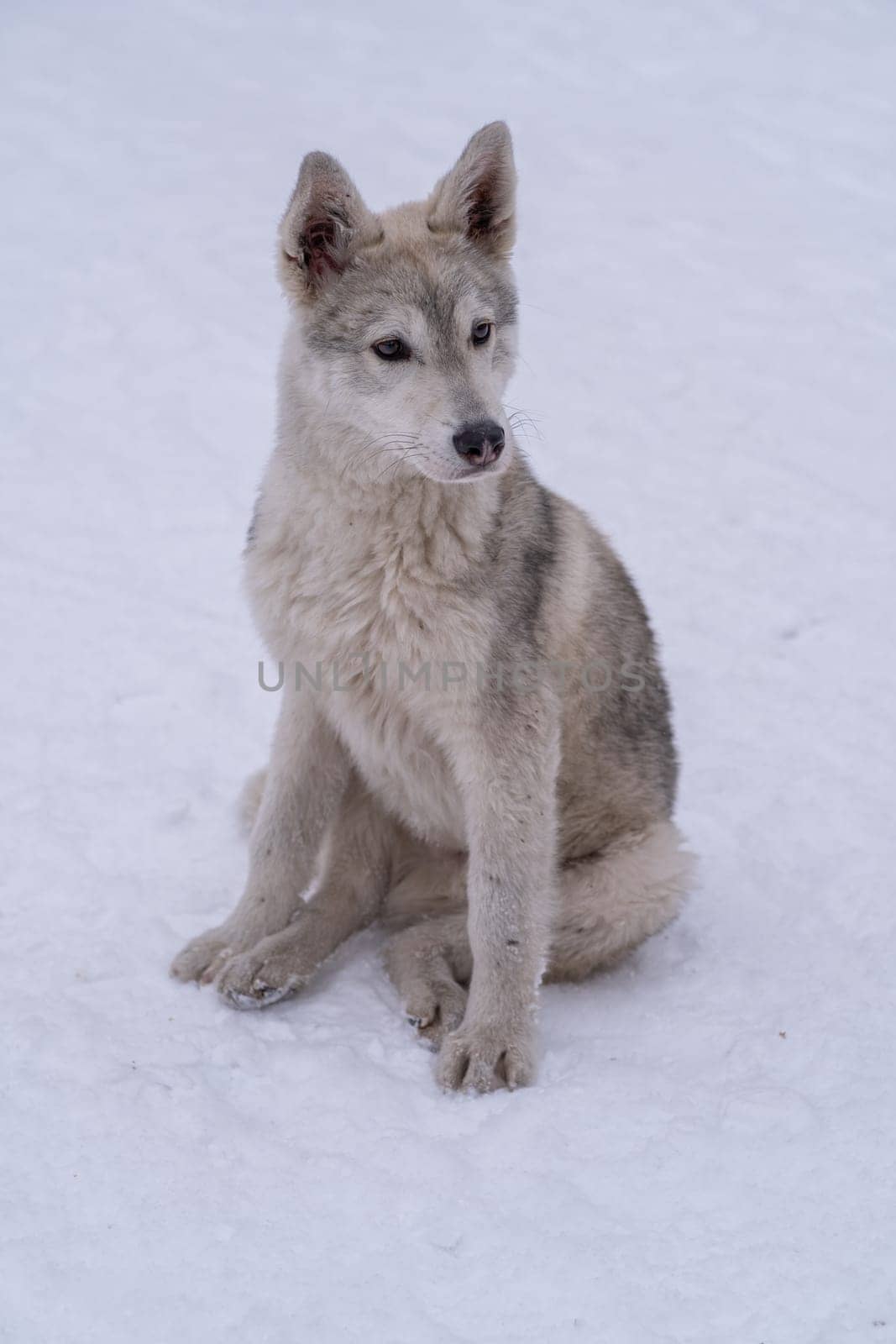 Stray beautiful dog in the snow on a cold winter day. Stray dog with sad eyes. Stray animals, social problems, safety,