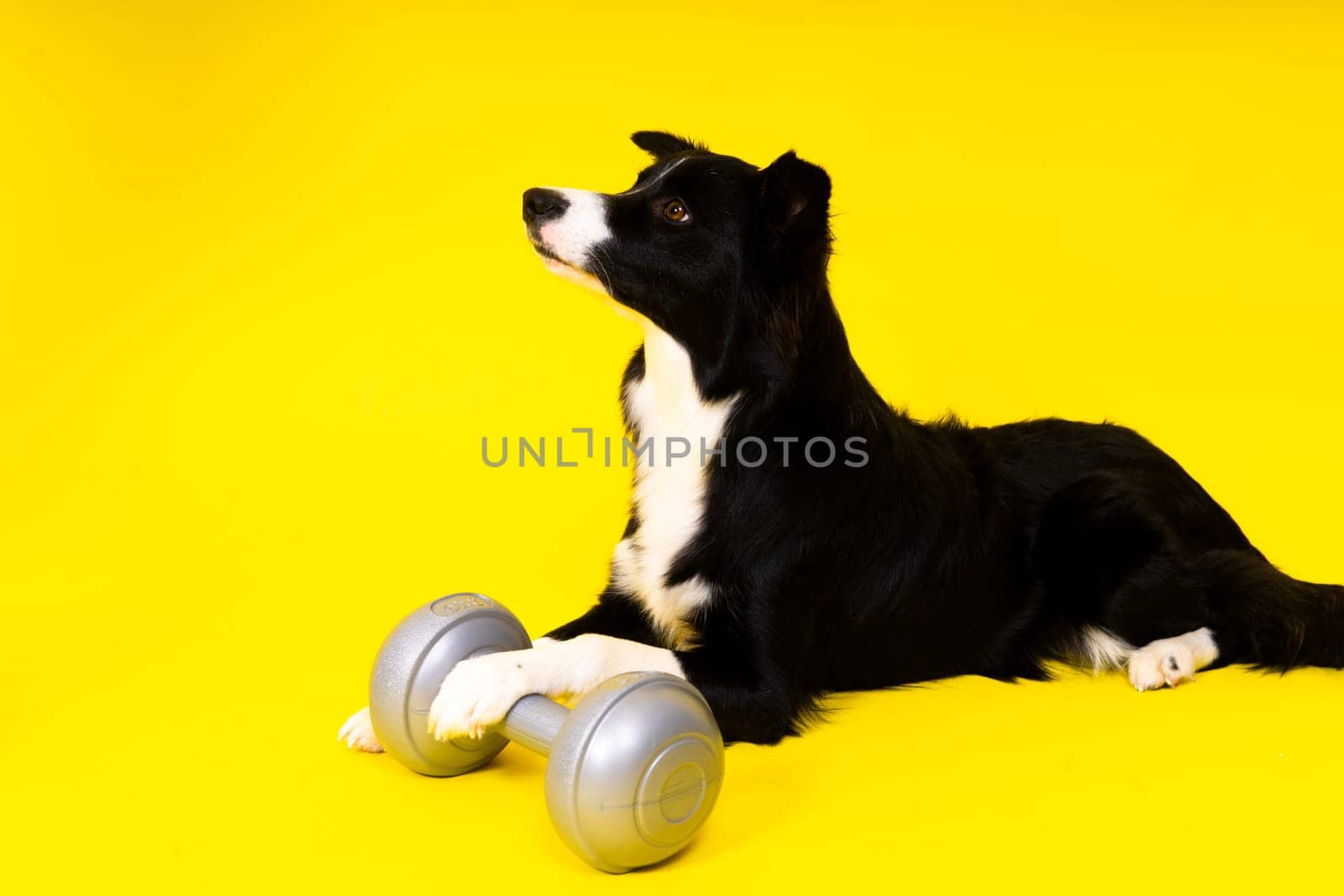 Border collie dog with dumbbell shape apporte training object isolated by Zelenin