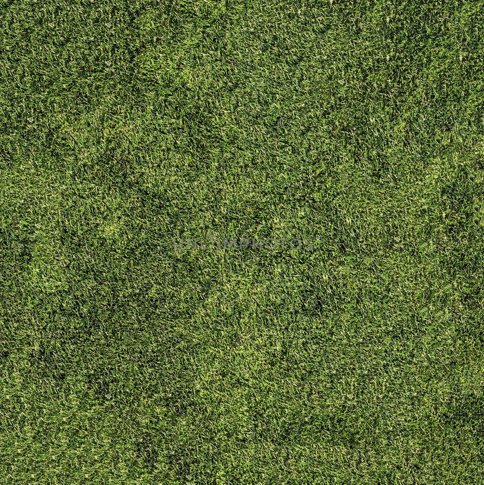 Background image of green grass close-up view from above