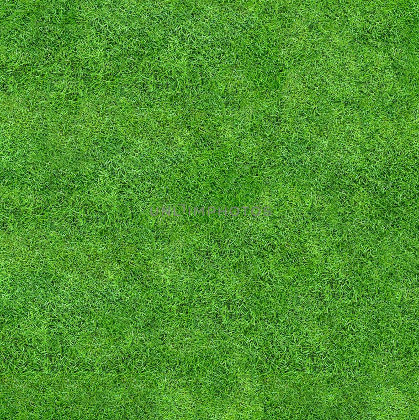 Background texture of green grass top view
