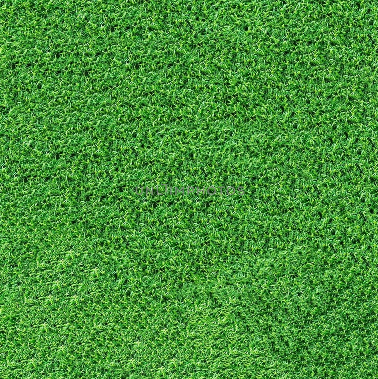 Background texture of short-cropped green grass close-up