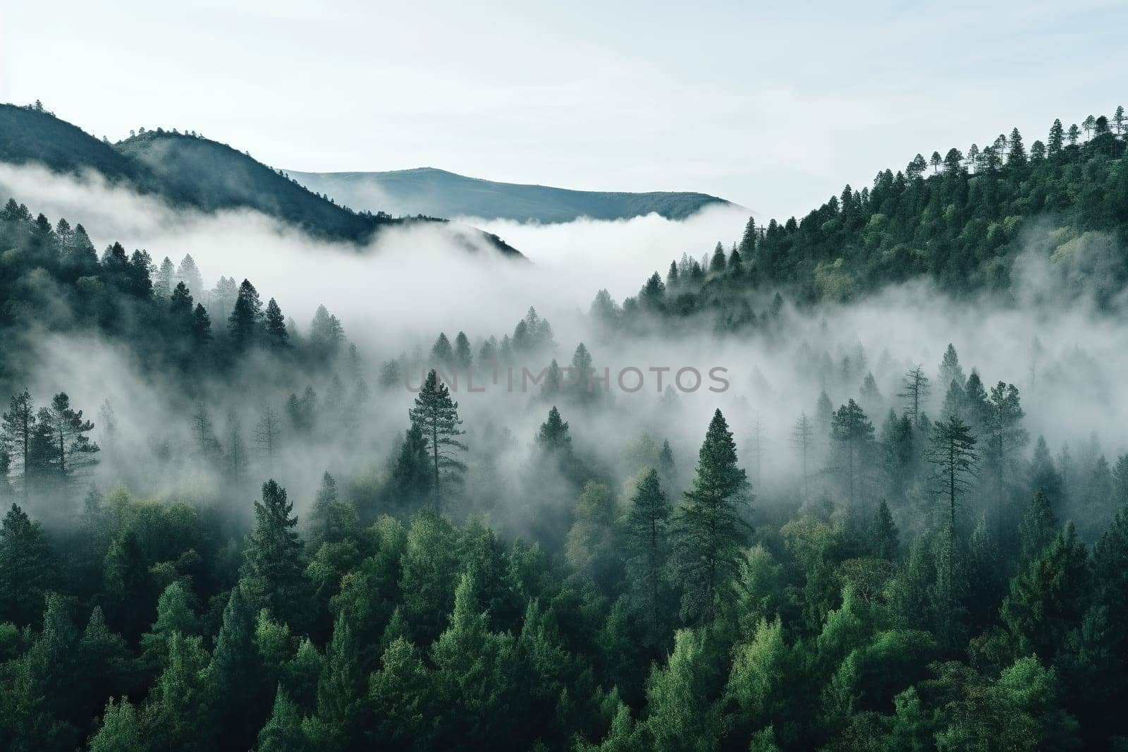 Top view of a misty coniferous forest.