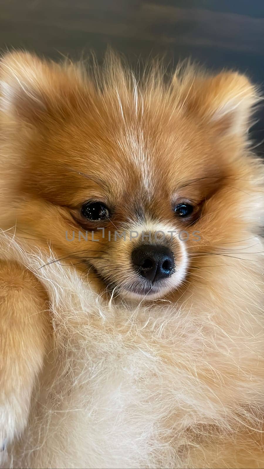 Pomeranian Spitz dog cute lovely pose smiling fluffy Pomerania spitz with rounded face, very happy good for background content by antoksena