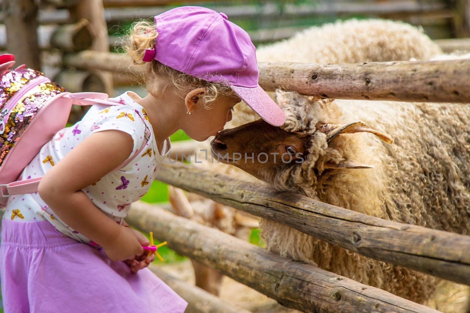 A child feeds a sheep on a farm. Selective focus. by yanadjana