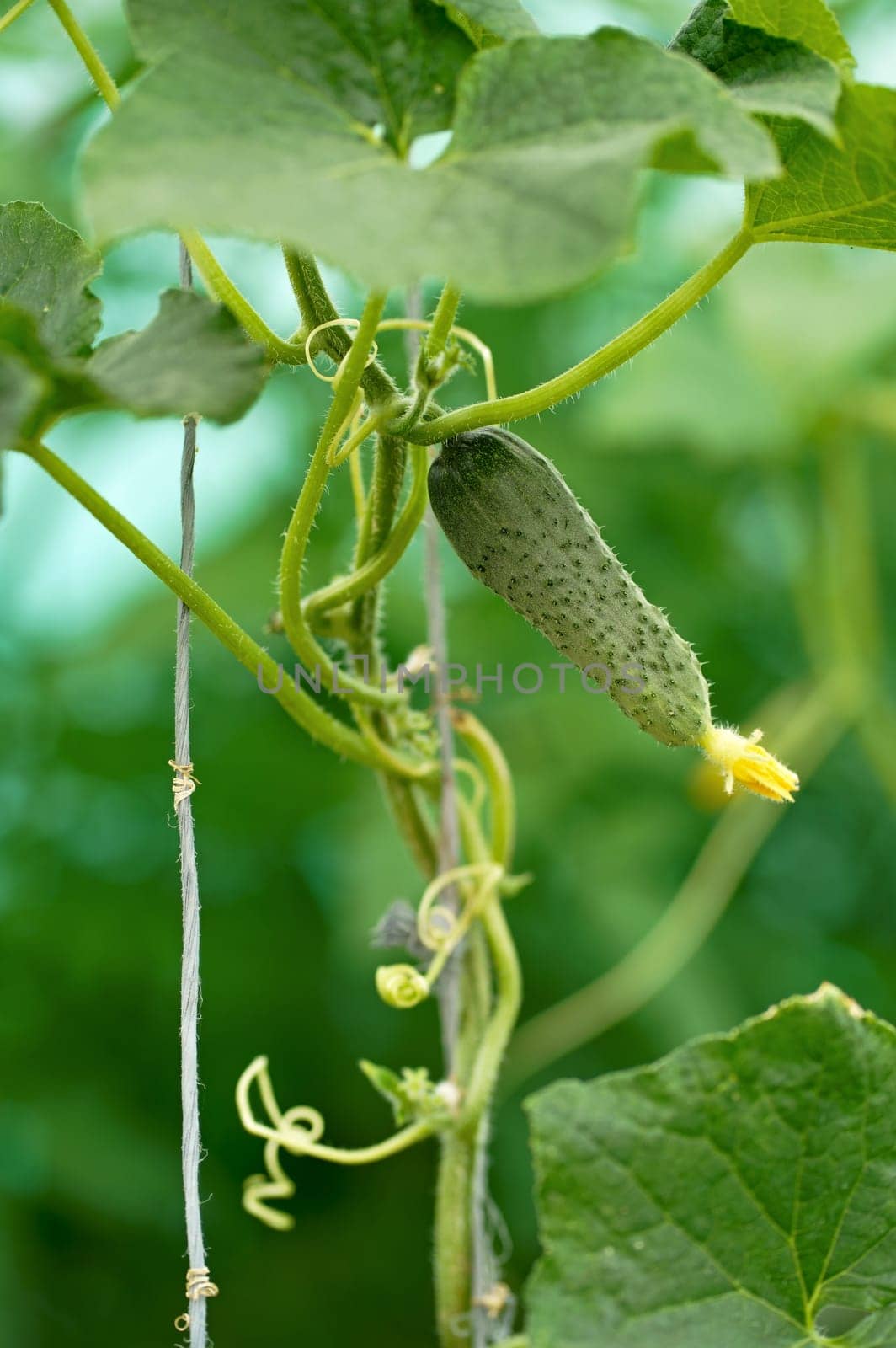 cucumbers ripen in the greenhouse. Home harvest. Harvest in the greenhouse. Homemade vegetables. Cucumbers in the greenhouse. Cucumbers on the branch. by aprilphoto