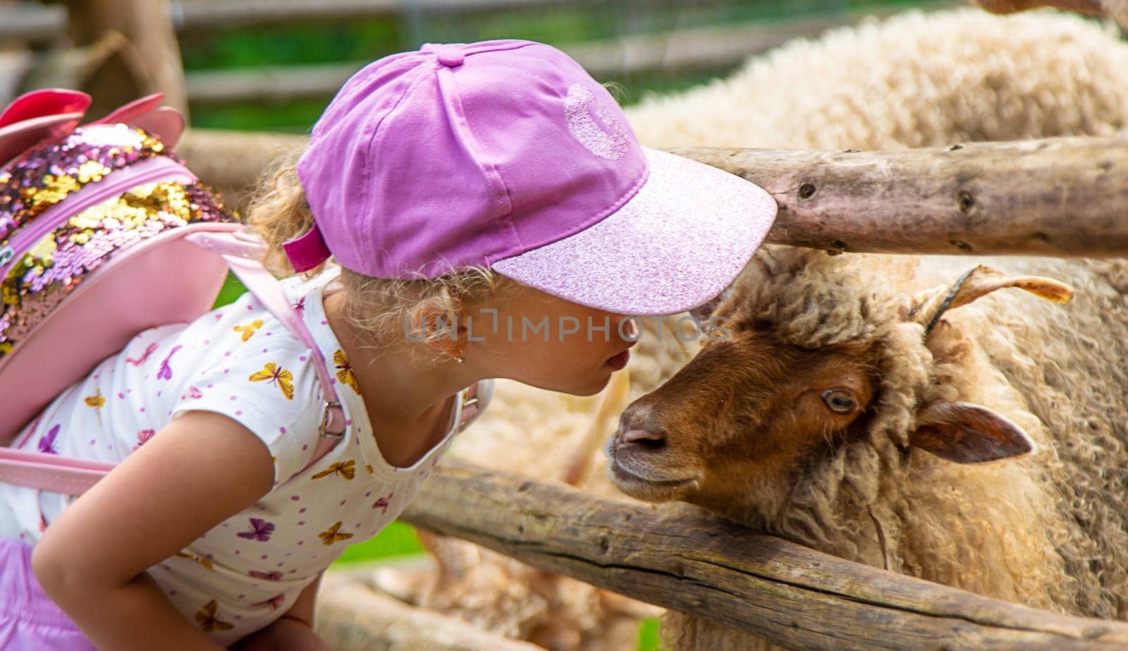 A child feeds a sheep on a farm. Selective focus. by yanadjana