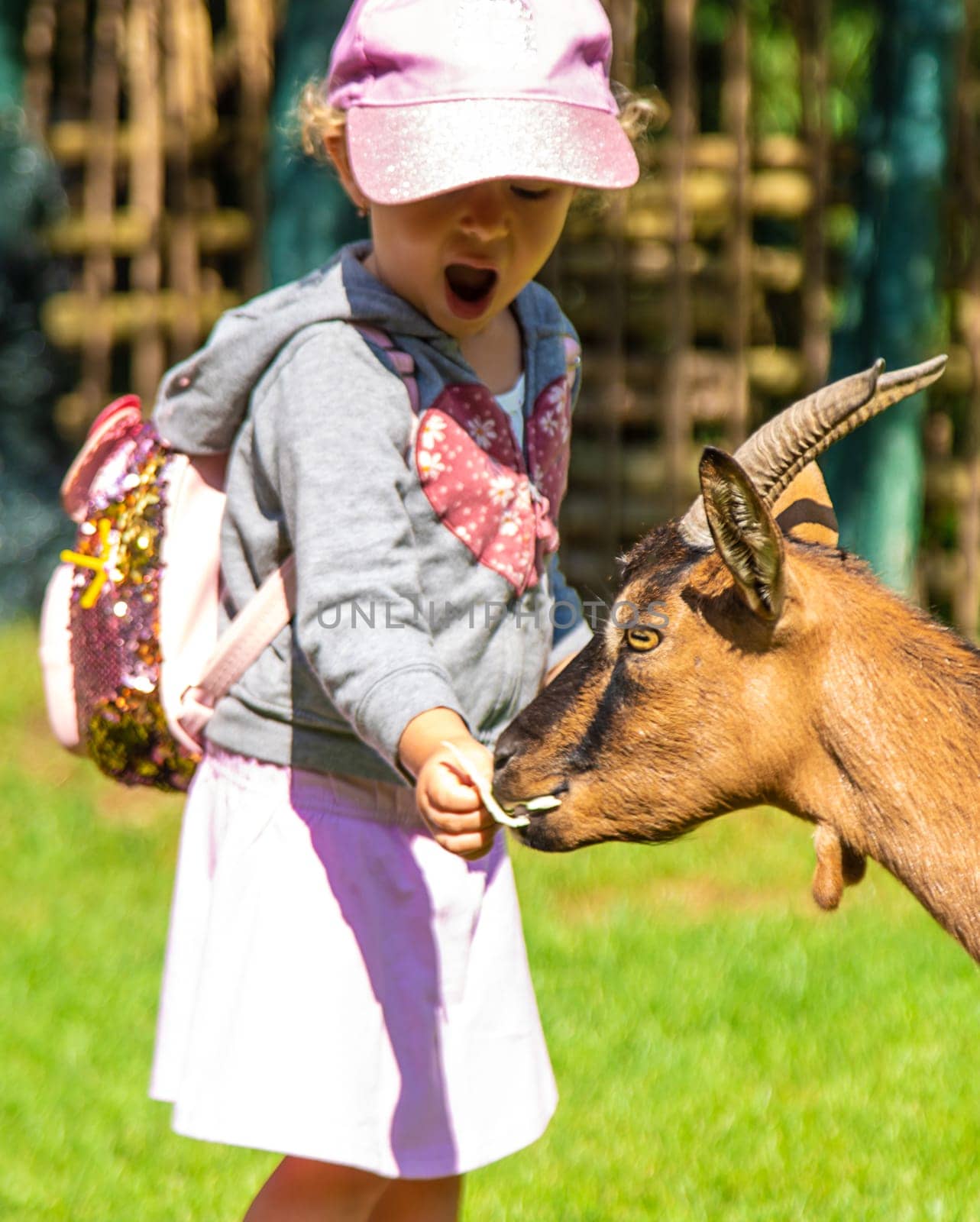 A child feeds a goat on a farm. Selective focus. Kid.