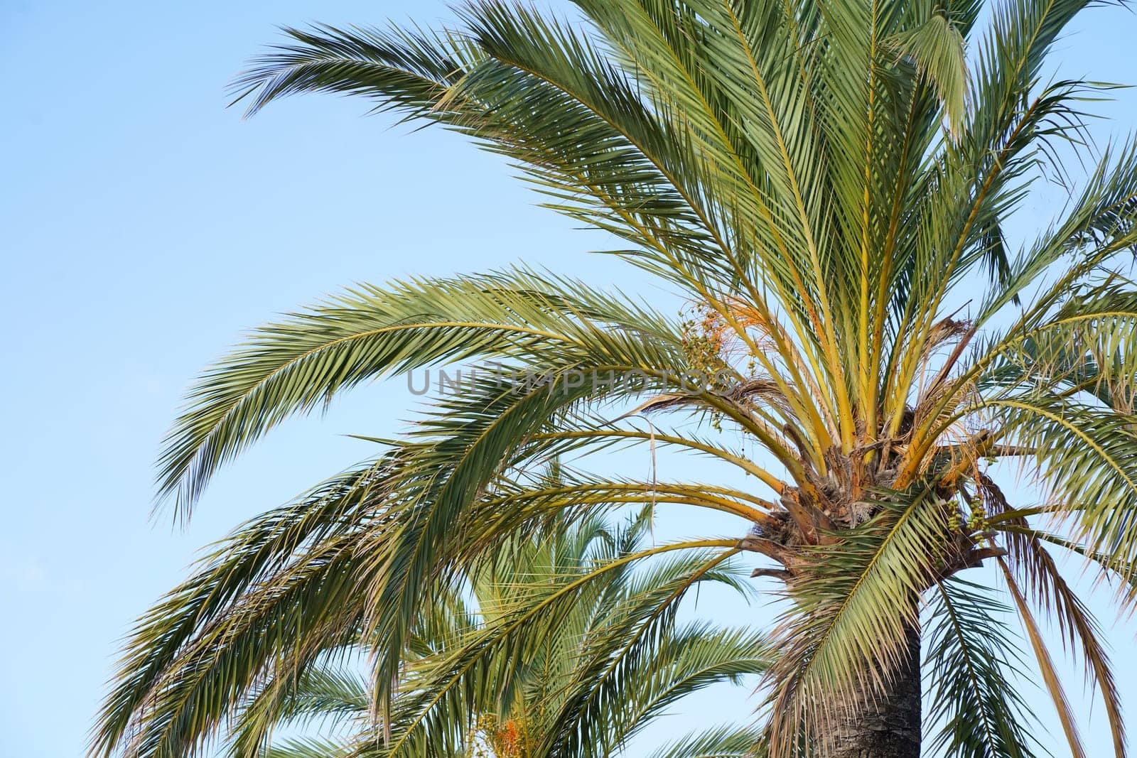 Green leaves and fruits of the date palm. Palm tree background.