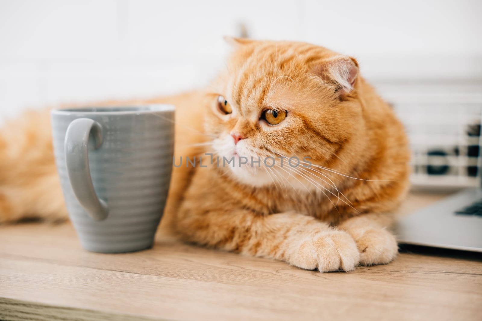 Scottish Fold cat, cute and furry, sits on a table by a coffee cup, croissant, and business documents on a wooden desk. Window view is bright in the morning
