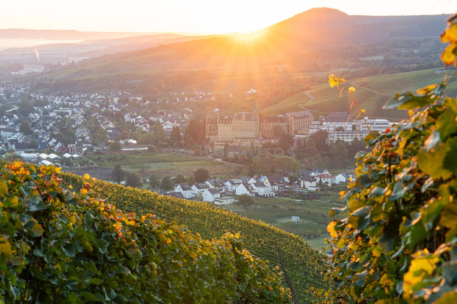 Panoramic image of vinyard during autumn, Ahr, Rhineland-Palatinate, Germany