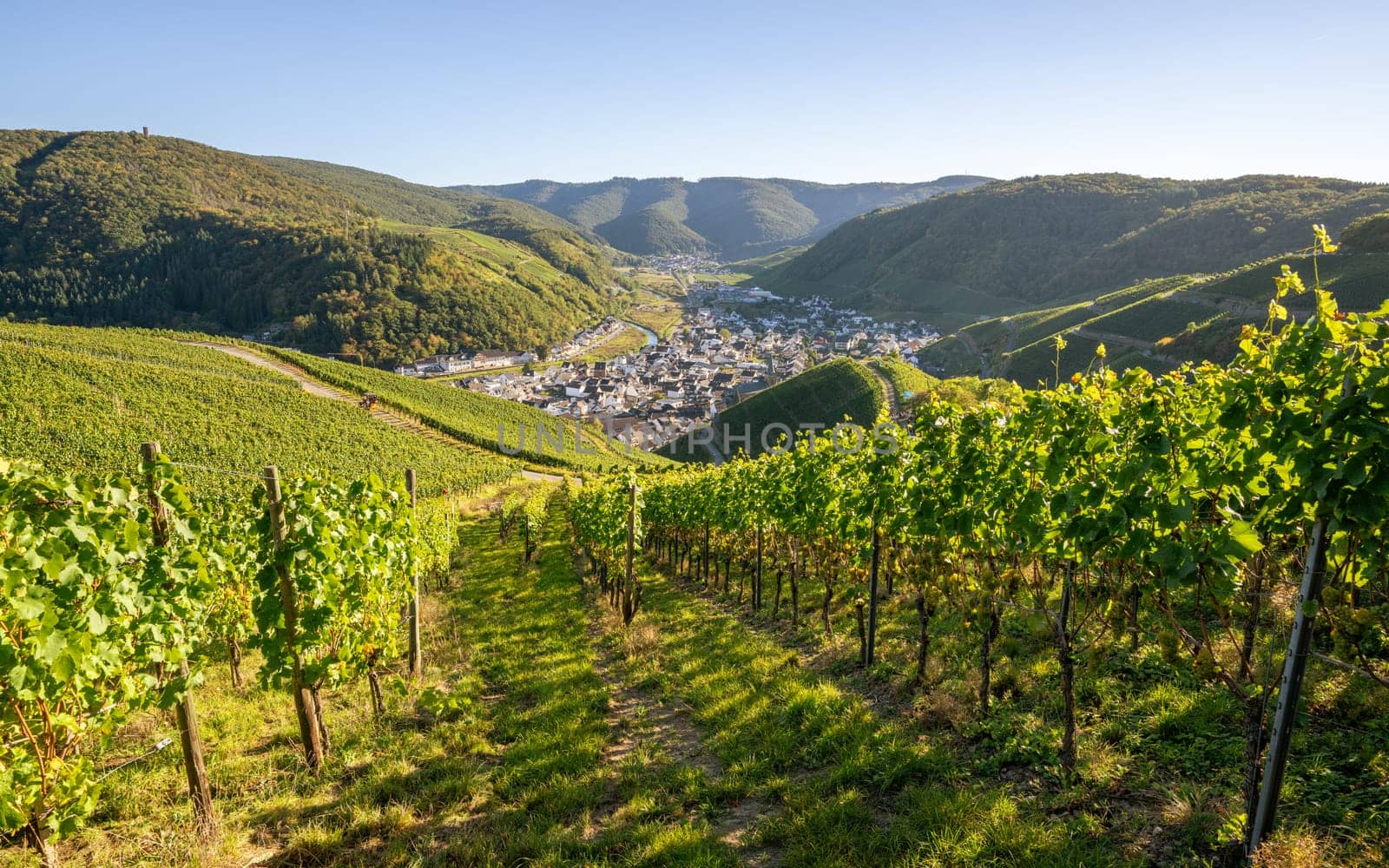 Panoramic image of vinyard during autumn, Ahr, Rhineland-Palatinate, Germany