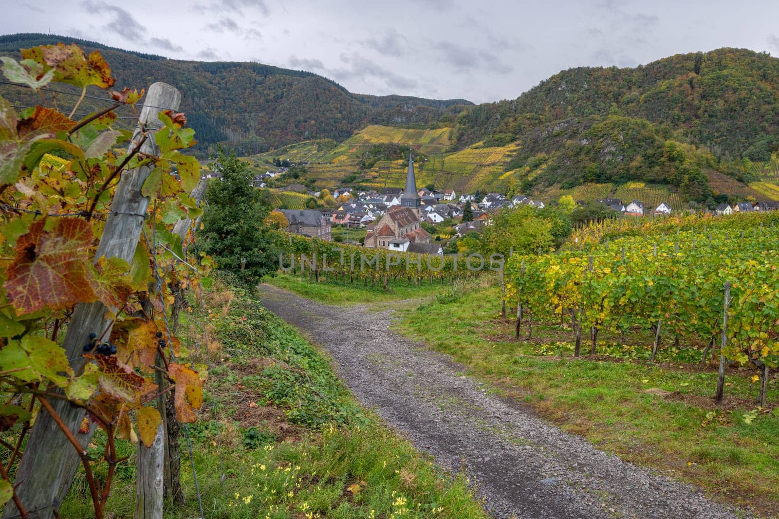 Panoramic image of vinyard close to Mayschoss during autumn, Ahr, Rhineland-Palatinate, Germany