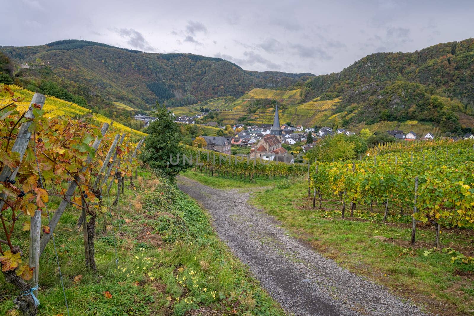 Panoramic image of vinyard close to Mayschoss during autumn, Ahr, Rhineland-Palatinate, Germany