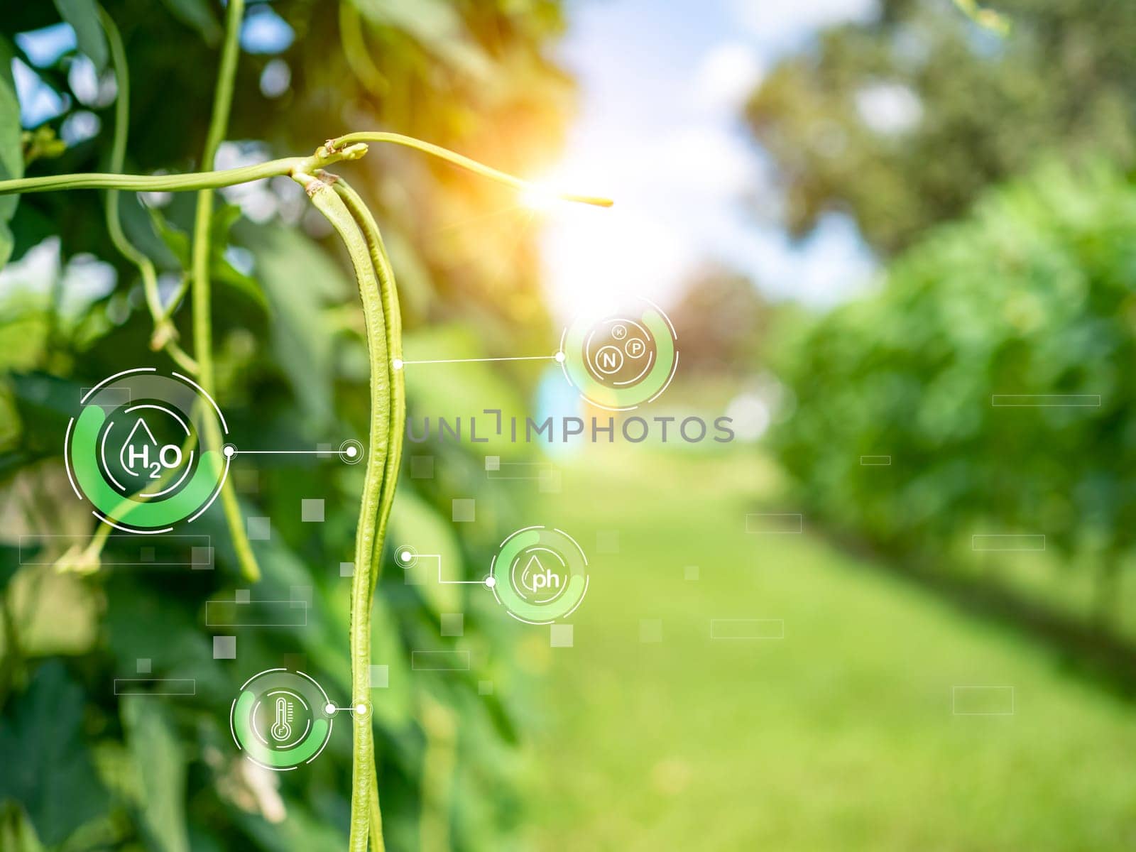 Smart farming with IoT, futuristic agriculture 4.0 concept, farming 4.0, Smart agricultural technology and innovative agricultural concepts