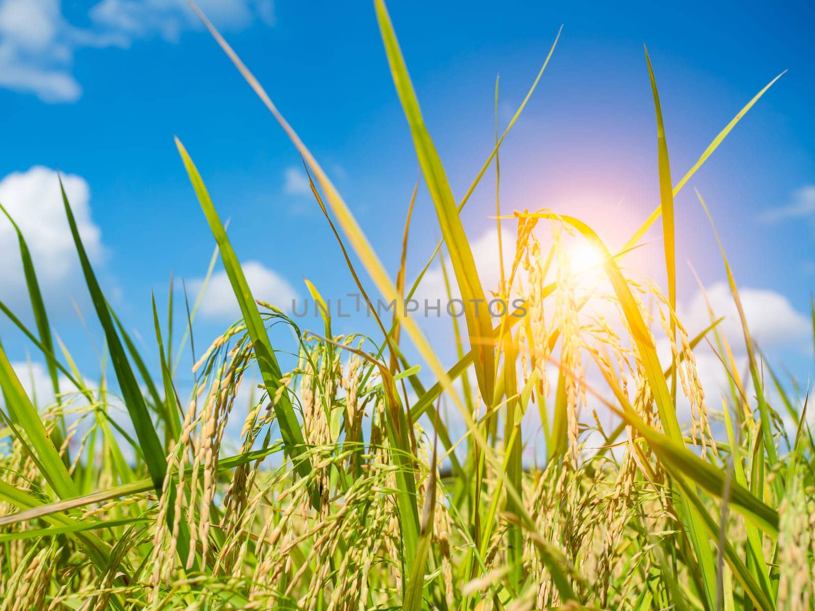 Close-up view of rice plants in a field of colored sky with blue sky and sunlight. by Unimages2527