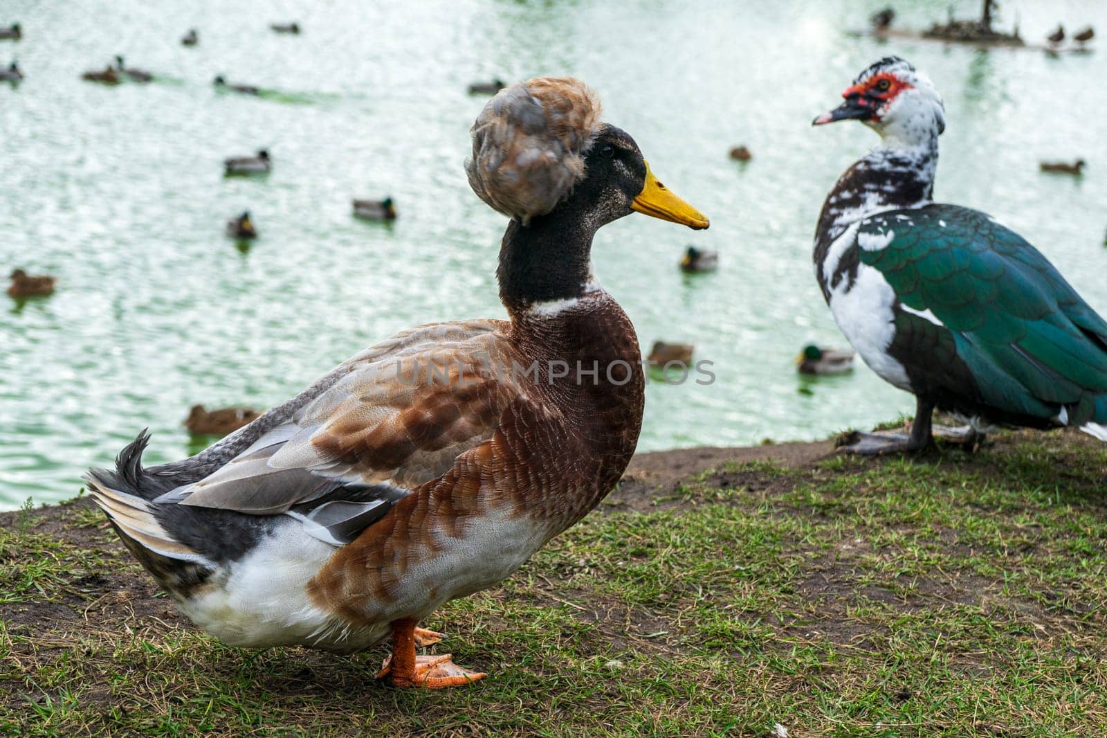 Crested Tufted Dutch Duck on the shore of a reservoir