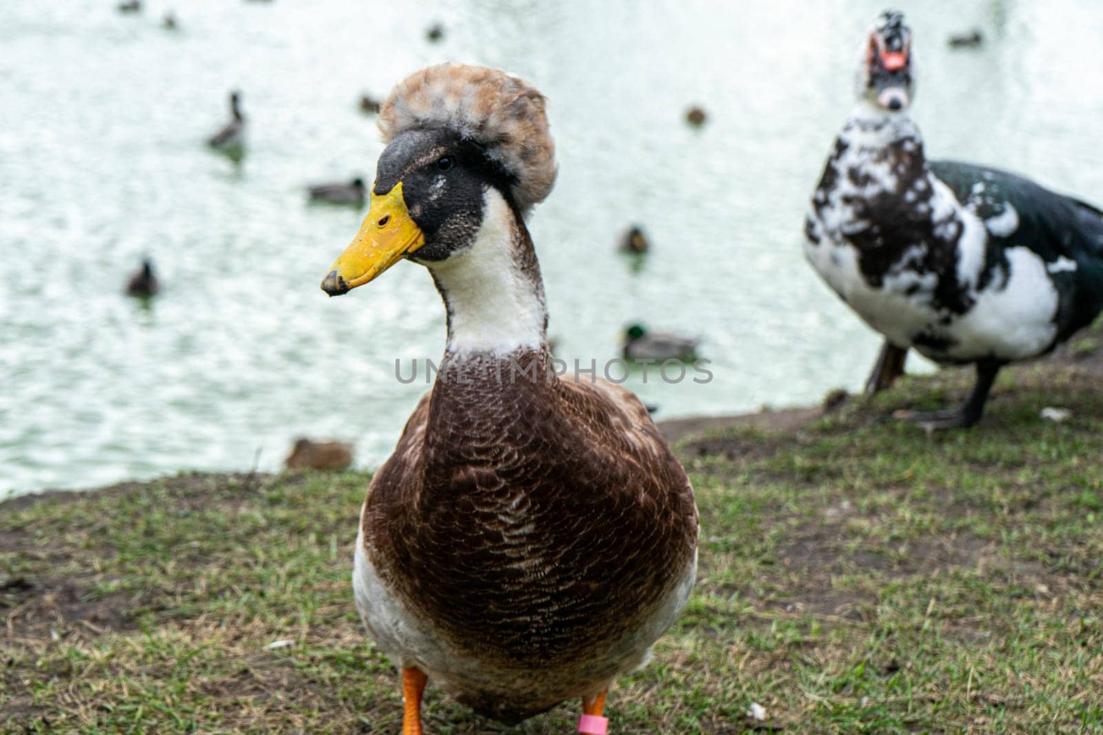 Crested Tufted Dutch Duck on the shore of a reservoir