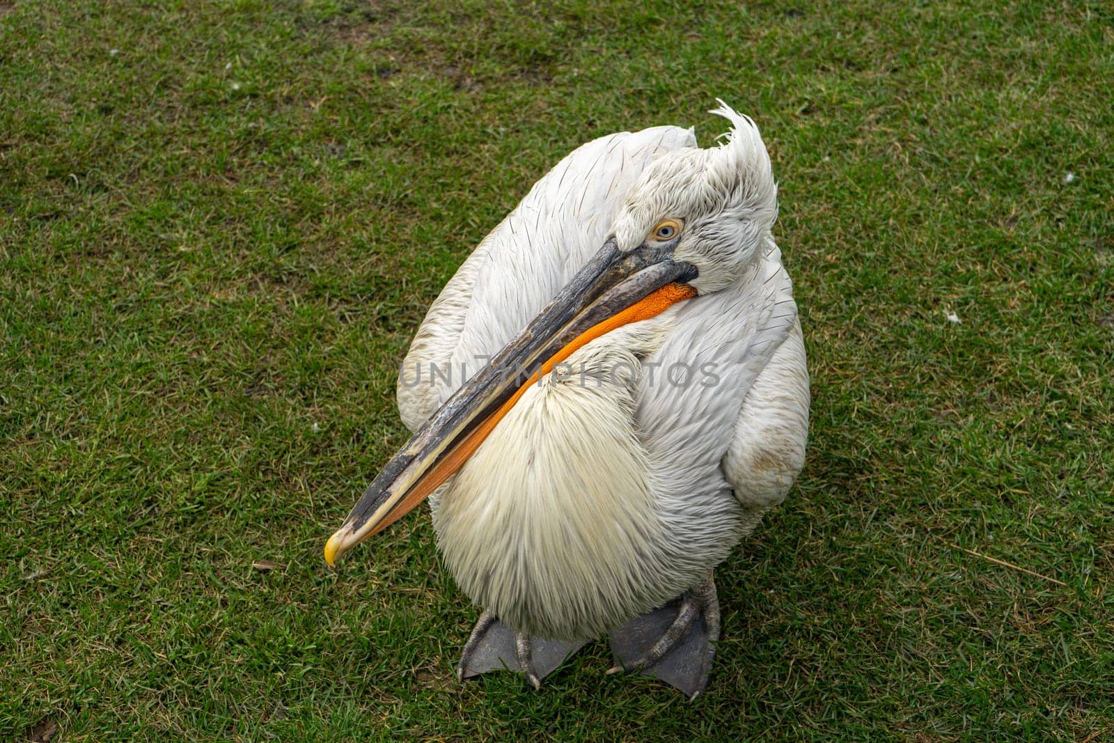 pelican on the green grass.