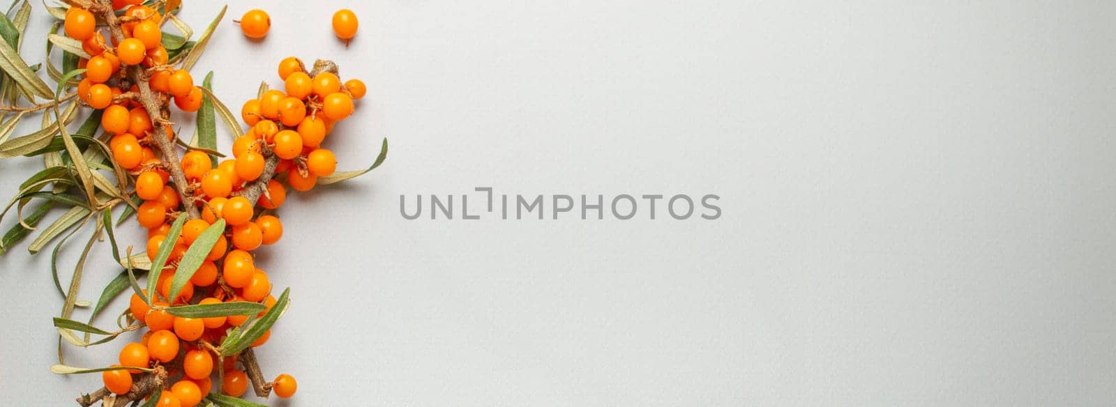 Sea buckthorn branches with leaves and ripe berries top view on light grey simple background. Space for text. by its_al_dente
