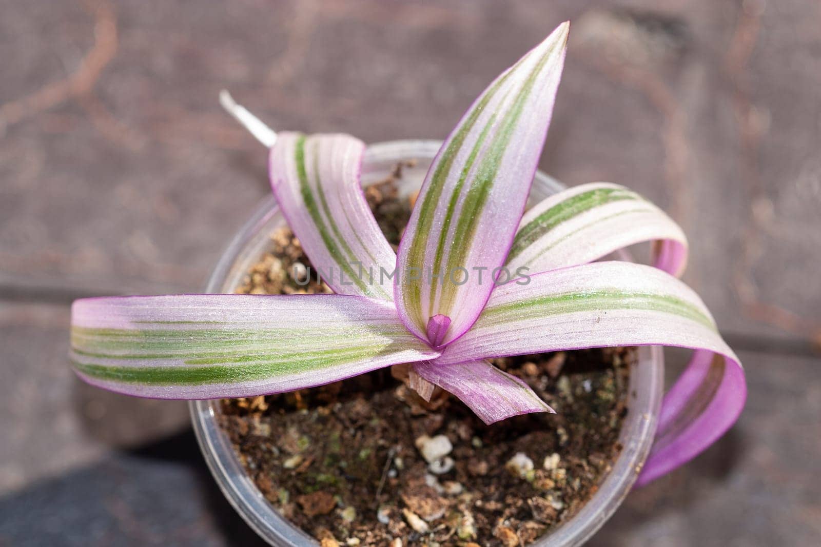 Tradescantia spathacea Rhoeo variegated pink plant in a pot by Olena758