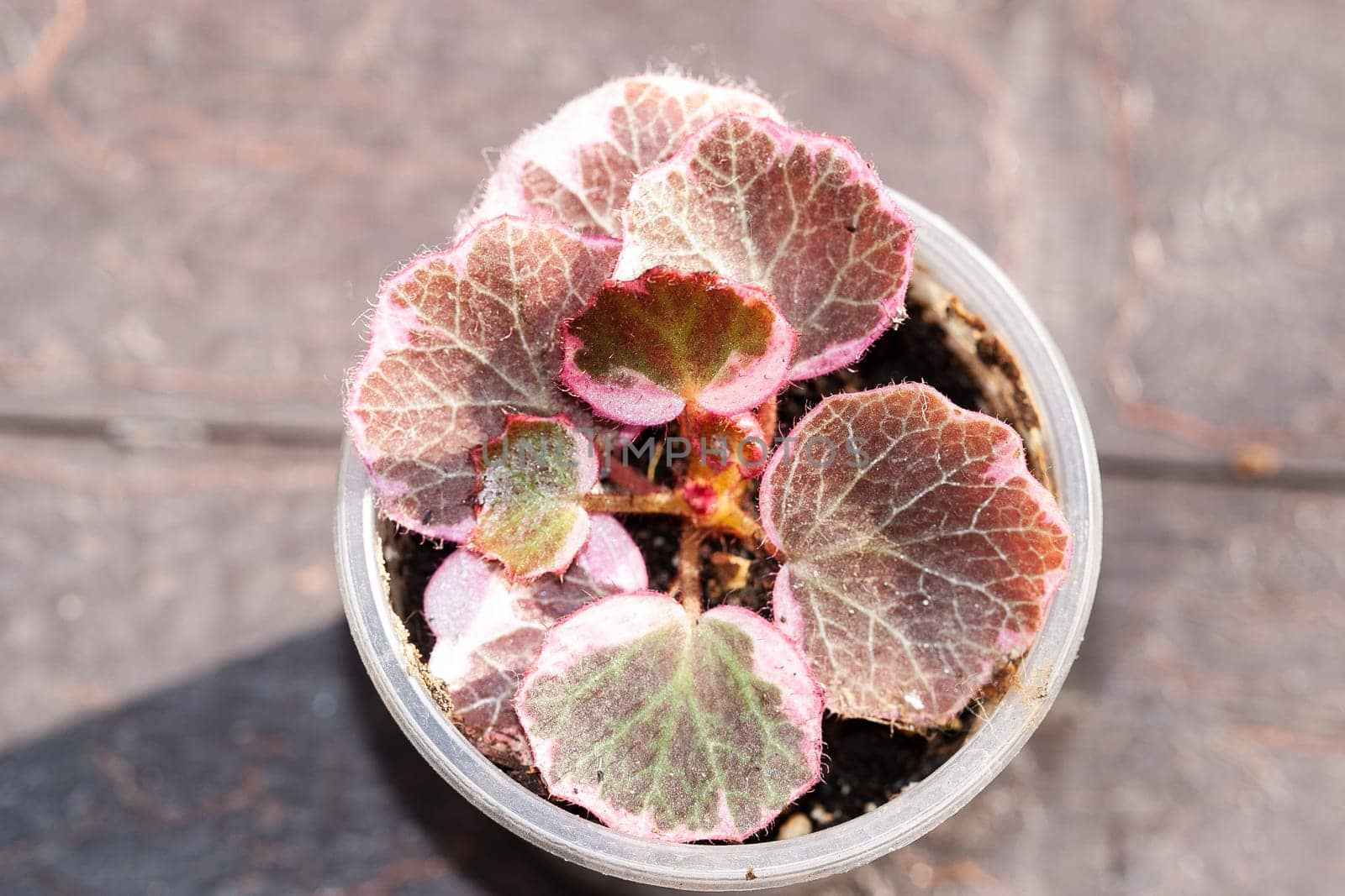 Saxifraga stolonifera tricolor, strawberry Geranium variegated House plant collection