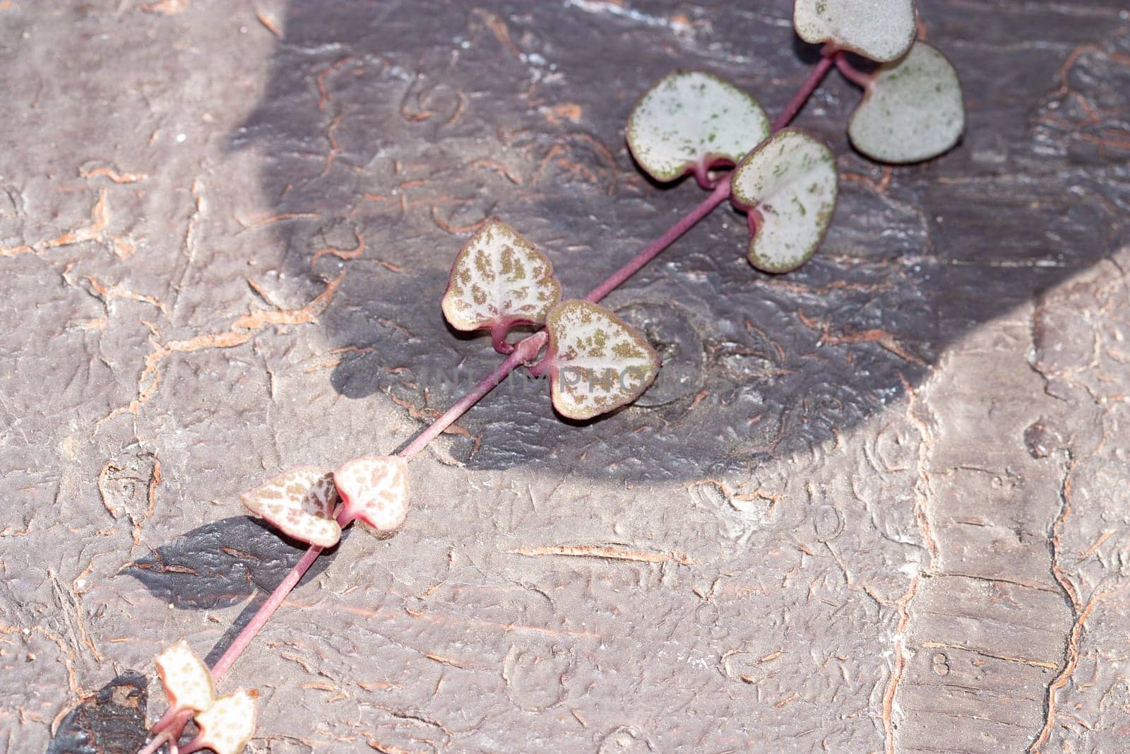 String of hearts, Ceropegia Woodii variegata vine laing on the ground