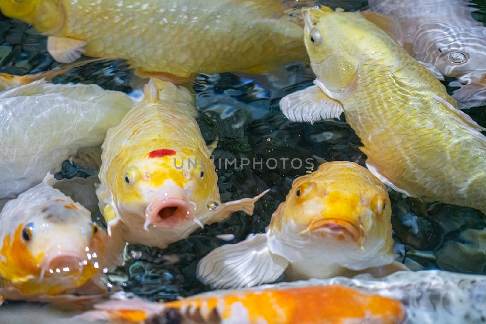 colorful koi carp in the water close-up as a background. beautiful photo