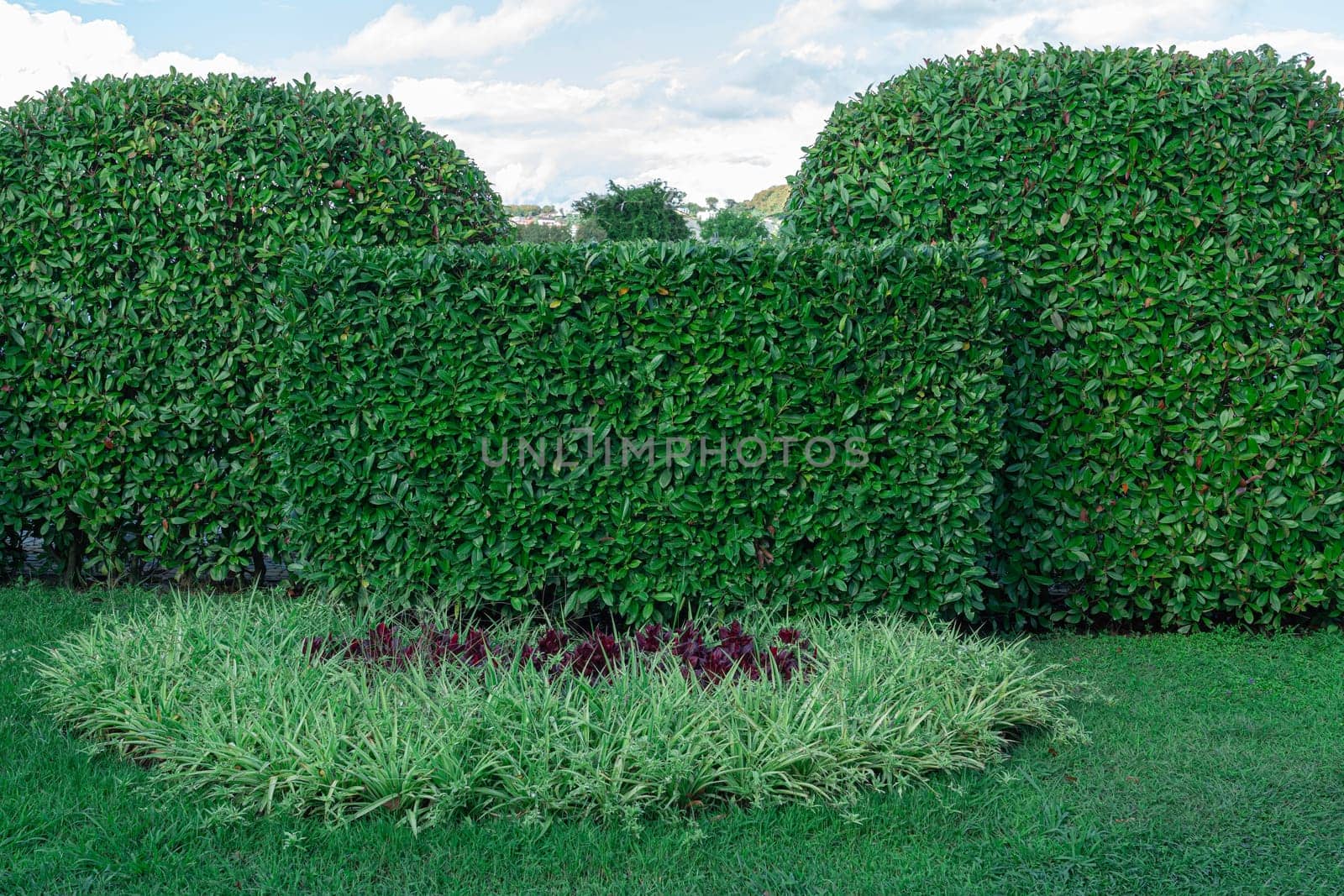 beautifully trimmed trees and shrubs in the park. photo