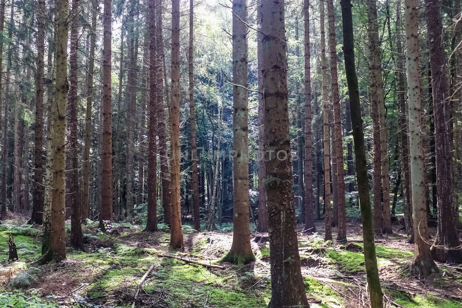 Beautiful view into a dense green forest with bright sunlight casting deep shadow by MP_foto71