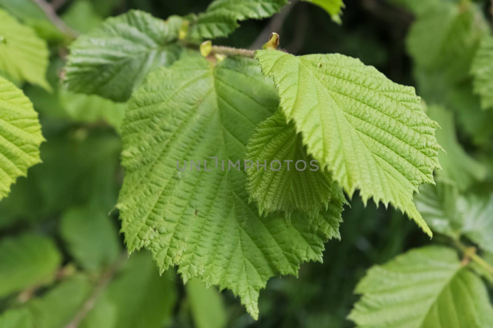 Close up of green leaves in nature on a sunny day by MP_foto71