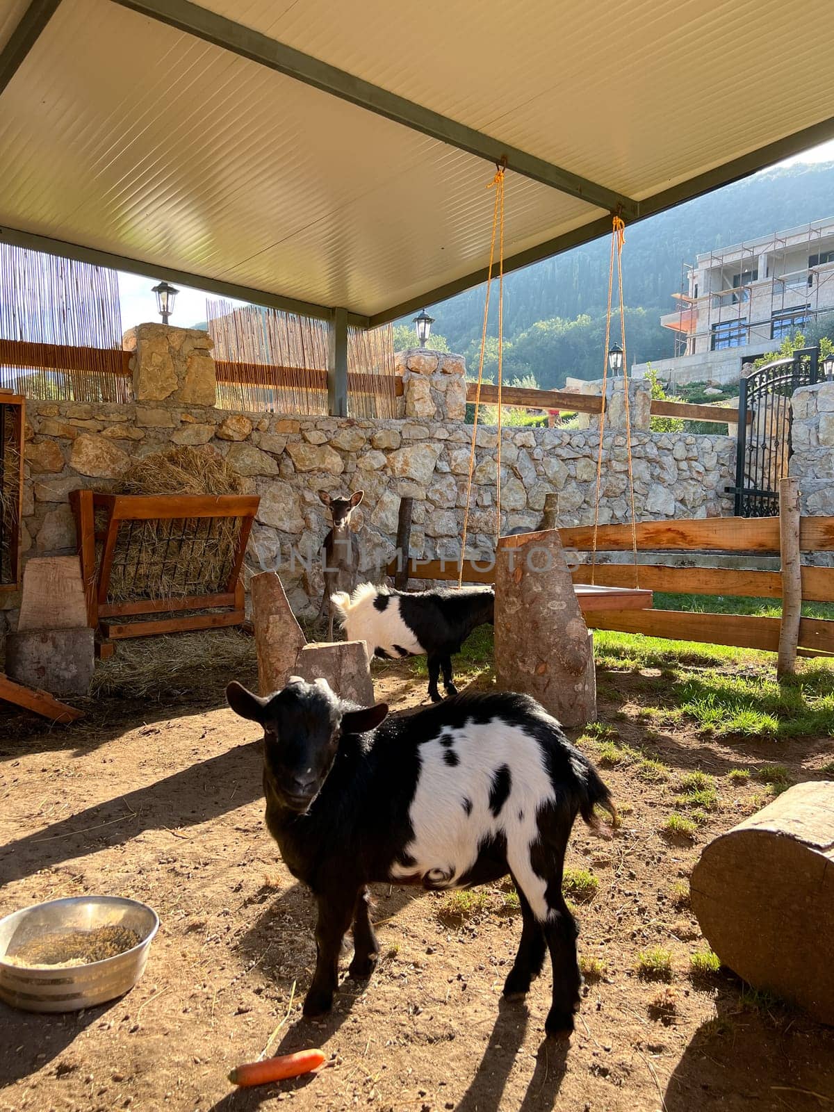 Goatling stands near a feeder with carrots in a corral . High quality photo