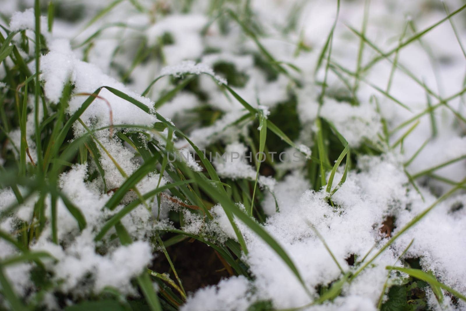 Capturing Nature's Slumber: Snow-Adorned Countryside with Grass Underneath. Snow-Kissed Wilderness: Grass Beneath Winter's Blanket