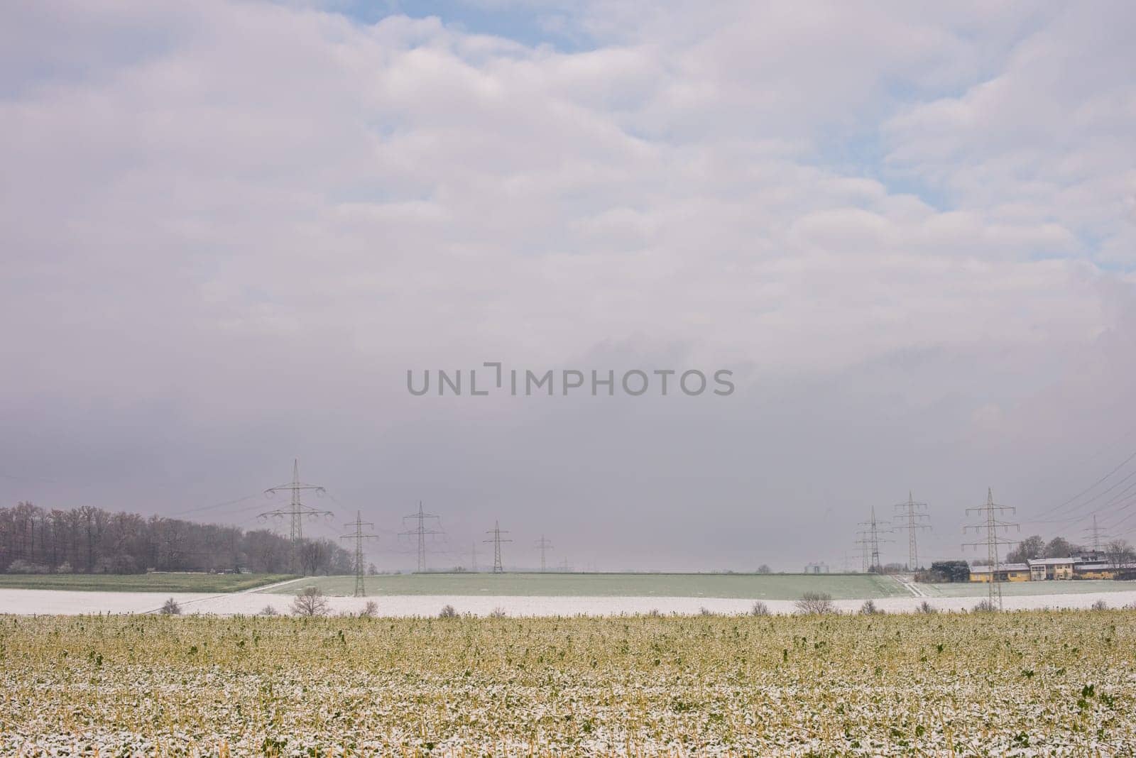 Frost-Kissed Gold: A Picturesque Snow-Blanketed Rapeseed Field in the Tranquil Countryside. Winter's Whispers: Snow-Blanketed Rapeseed Field in Rural Landscape by Andrii_Ko