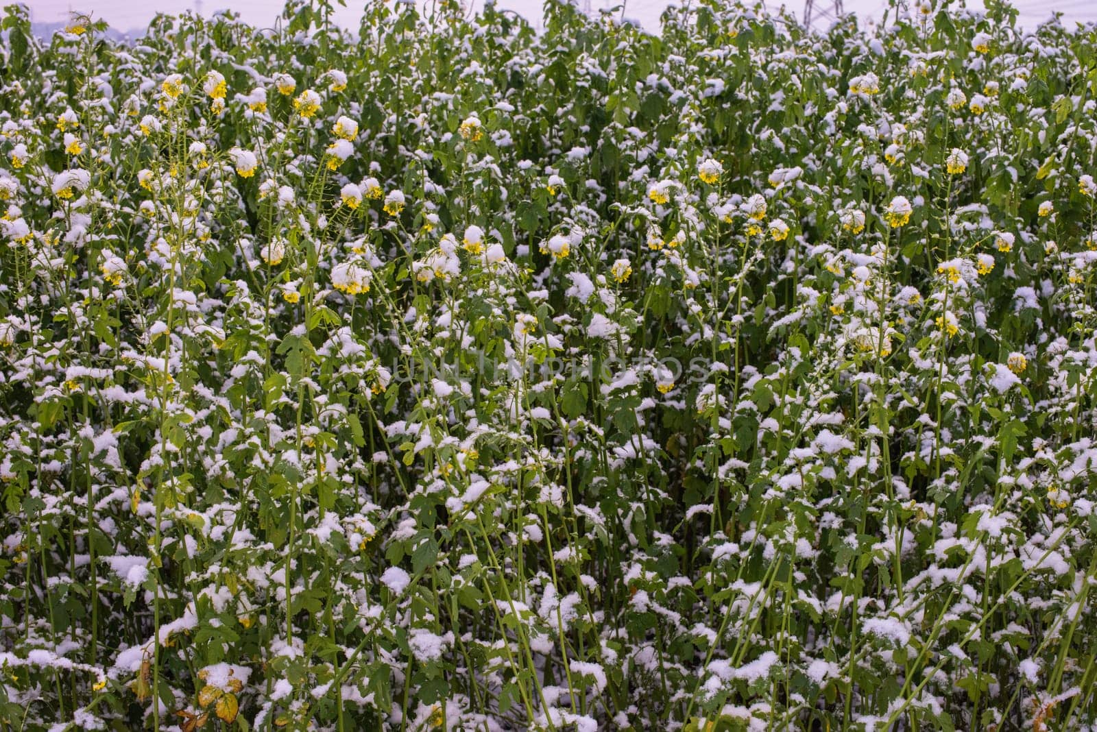 Frost-Kissed Gold: A Picturesque Snow-Blanketed Rapeseed Field in the Tranquil Countryside. Winter's Whispers: Snow-Blanketed Rapeseed Field in Rural Landscape by Andrii_Ko