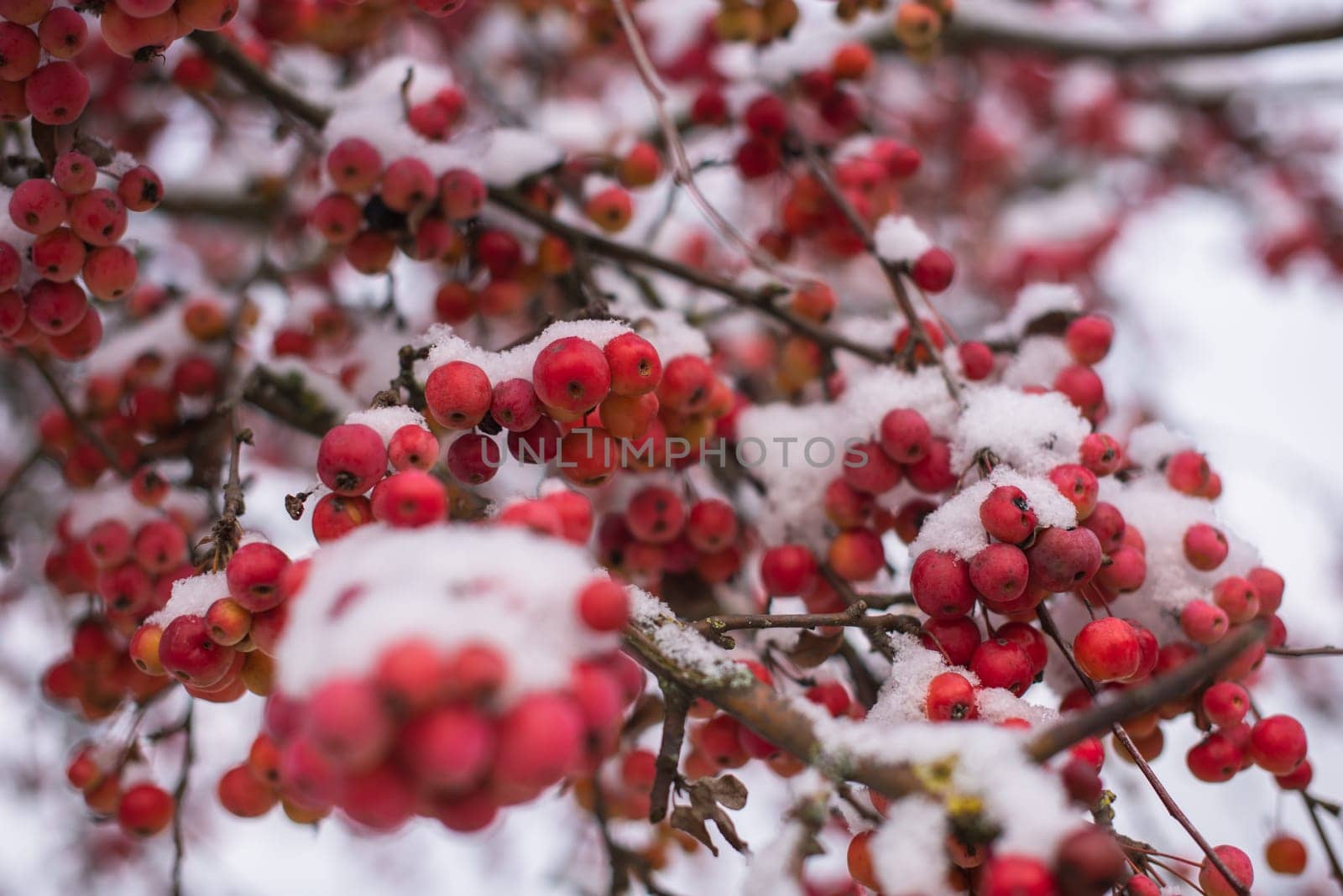 Winter's Crimson Beauty: Snow-Covered Rowan in Rural Landscape. Enchanting Winter Scenes: Capturing the Festive Red Rowan in a Snow-Covered Countryside by Andrii_Ko