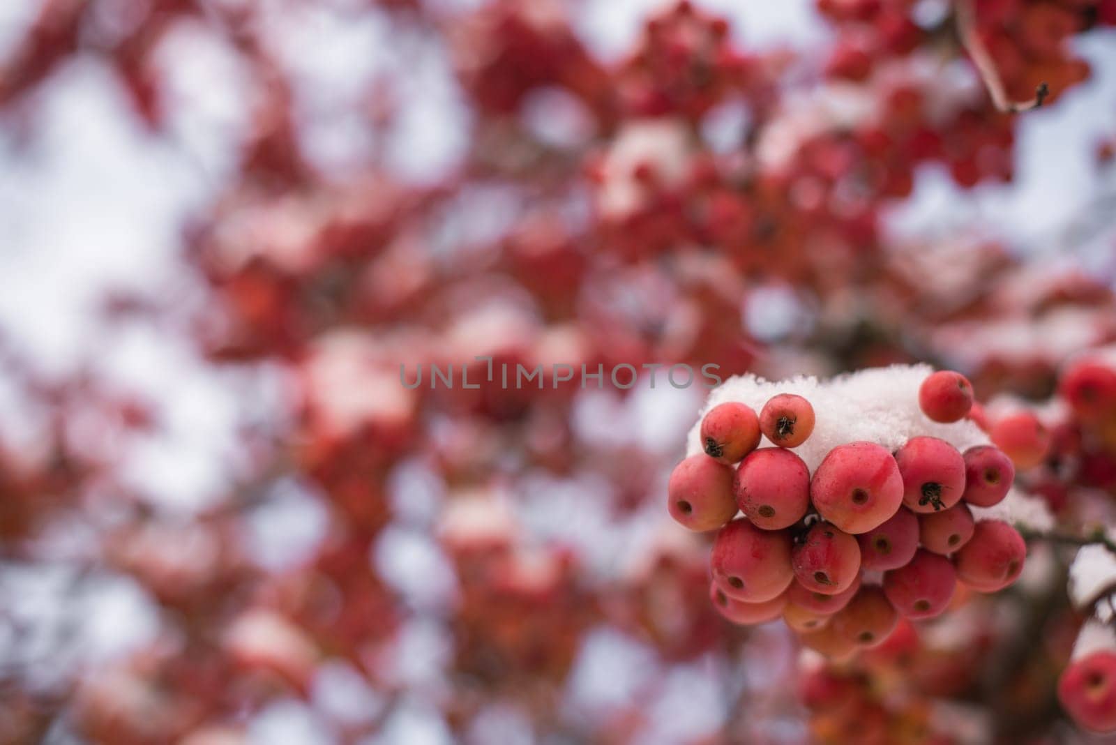 Winter's Crimson Beauty: Snow-Covered Rowan in Rural Landscape. Enchanting Winter Scenes: Capturing the Festive Red Rowan in a Snow-Covered Countryside by Andrii_Ko