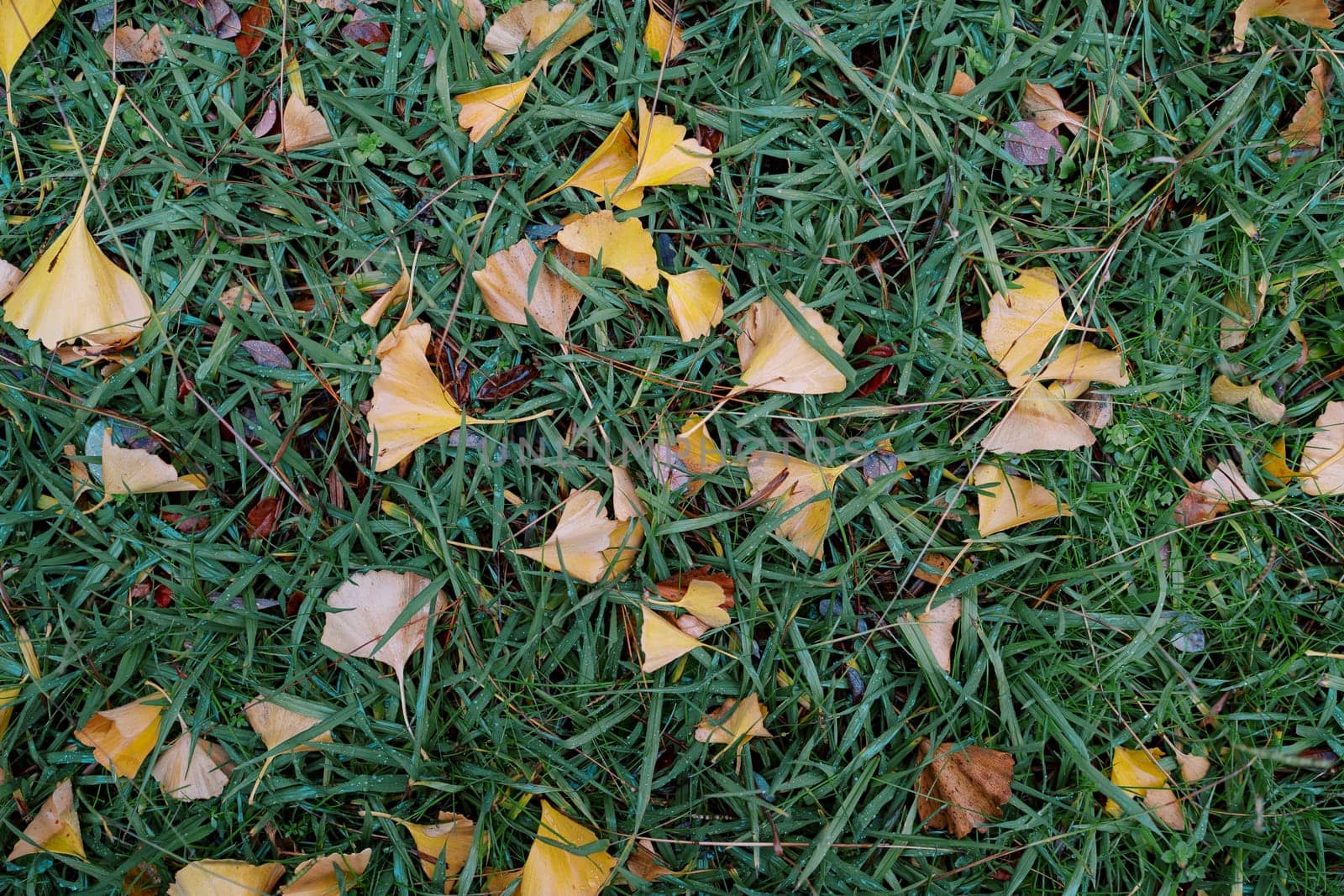 Yellow fallen leaves lie on green grass. High quality photo