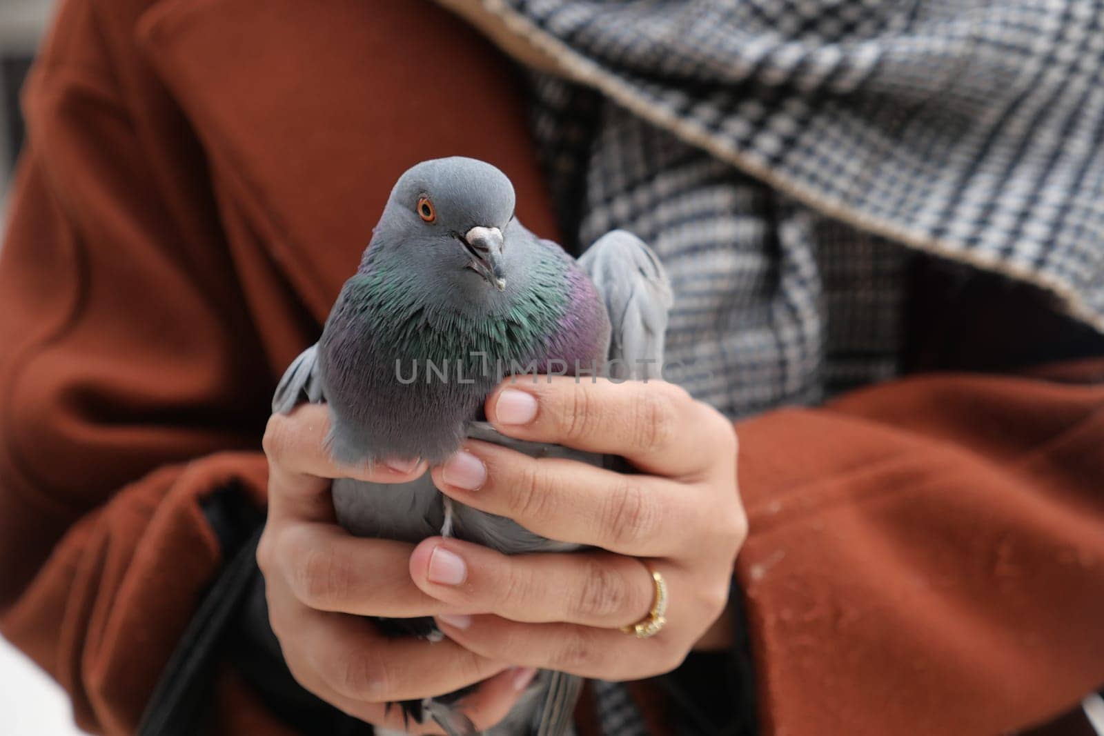 pigeon birds in nature