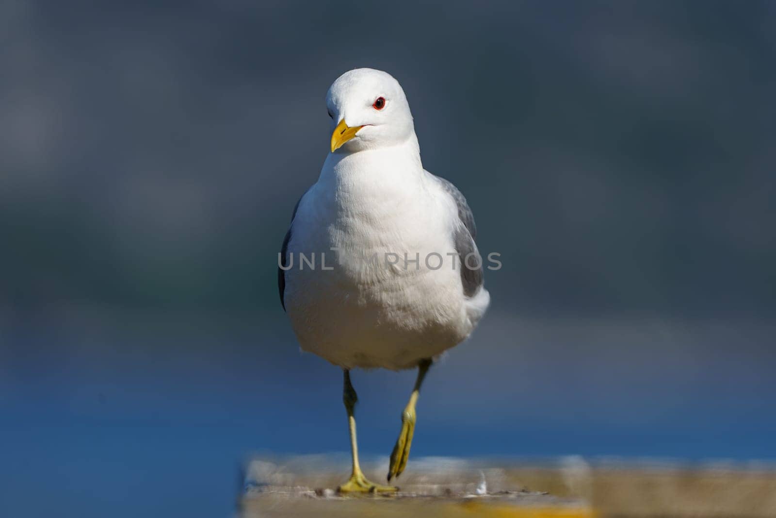 Close-up photograph of a majestic Northern Norwegian seagull perched on a weather-beaten dock, showcasing stunning feather details and intricate patterns in its plumage.