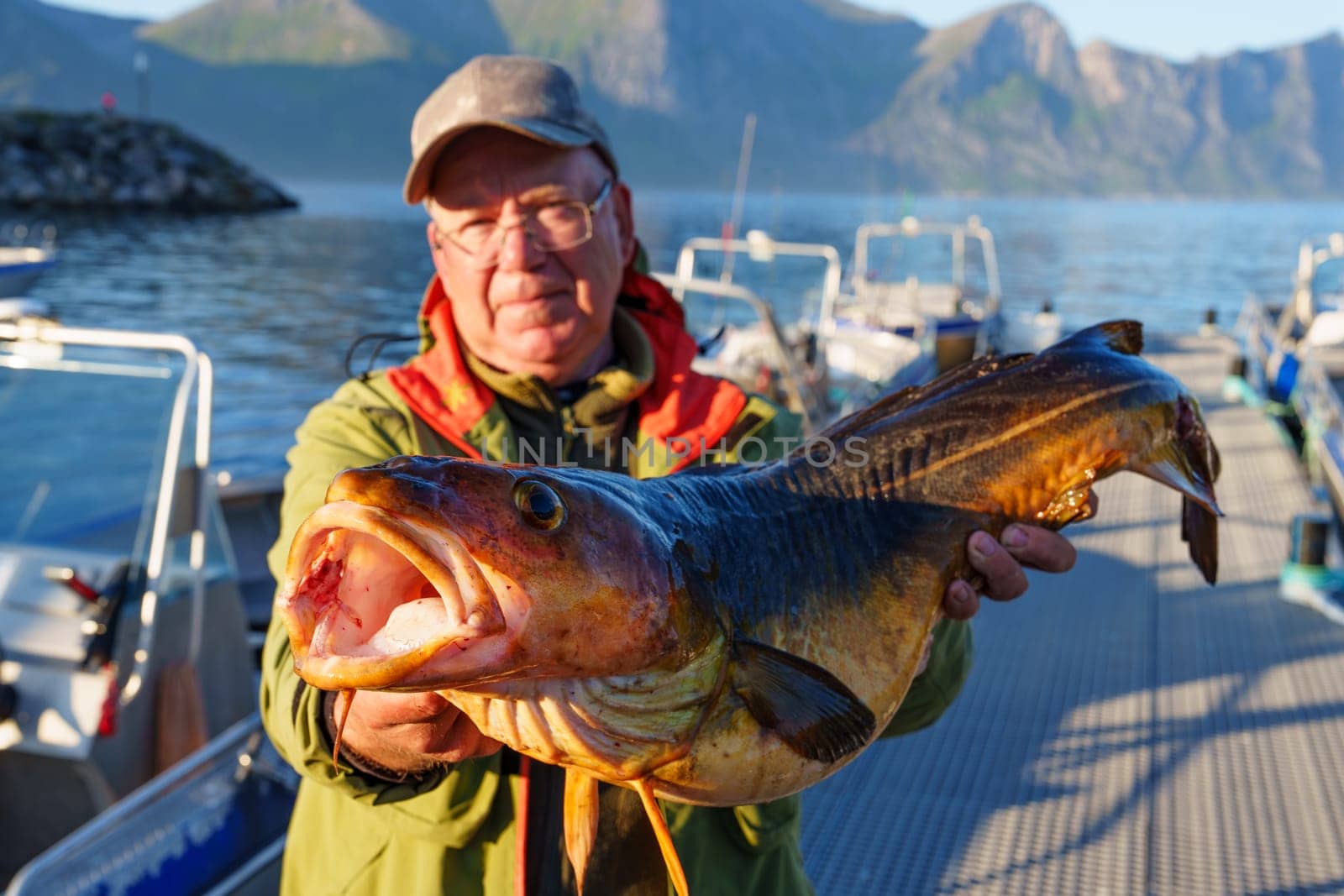 Fisherman holding a huge fish Cod. Norway Fishing tourism. Senior fisherman in ocean, fjord fishing. by PhotoTime