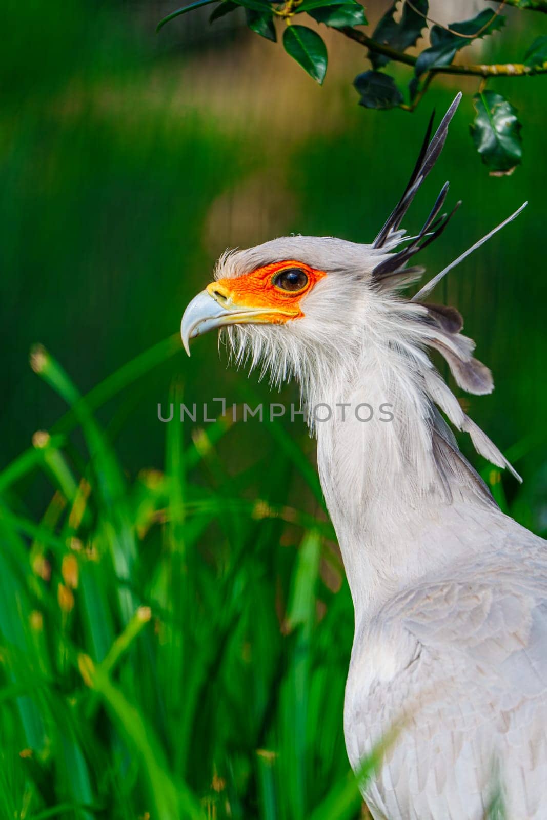 Secretary Bird Displaying Close-up Details in Natural Habitat, Wildlife Conservation Visualization by PhotoTime